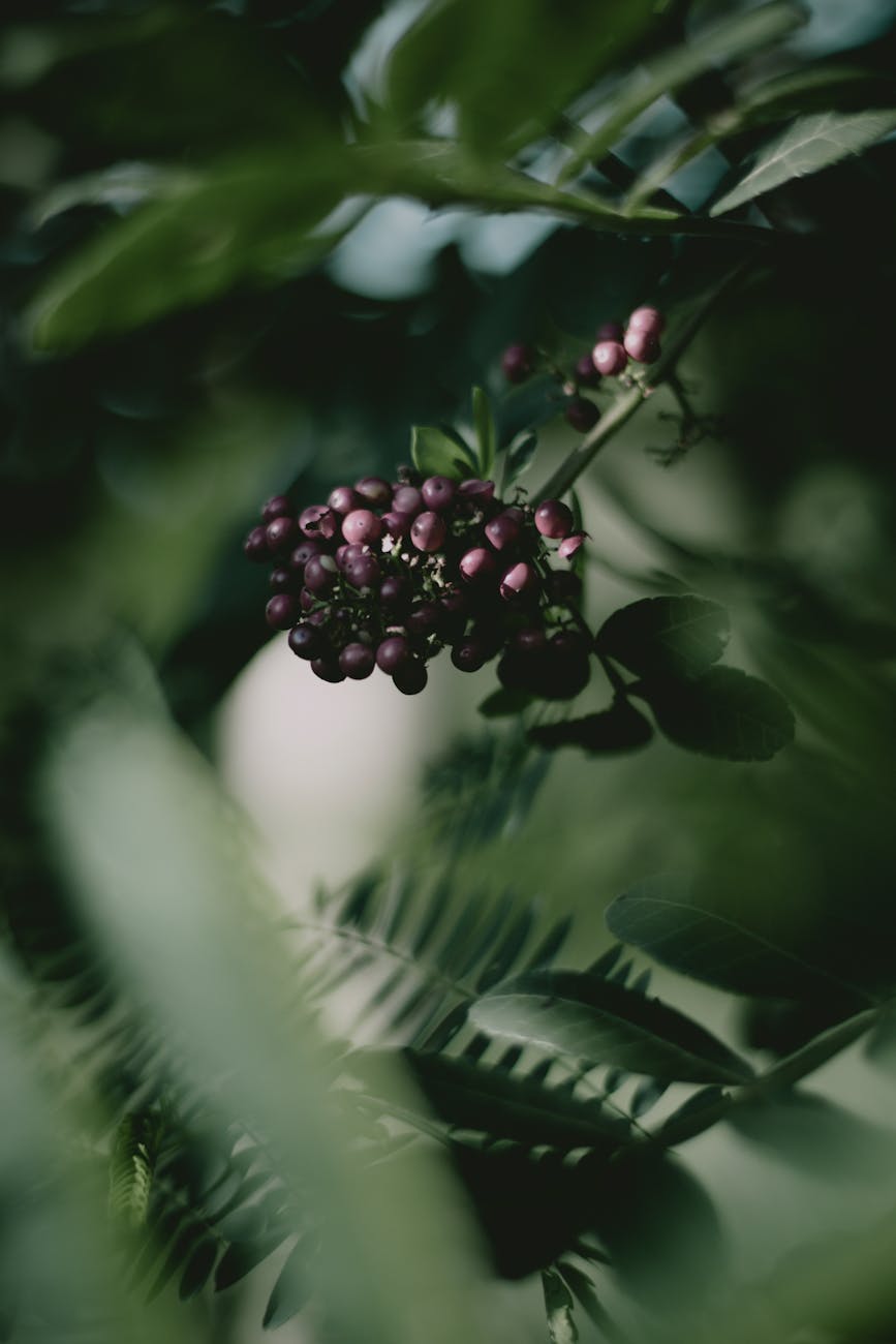 a close up shot of elderberries