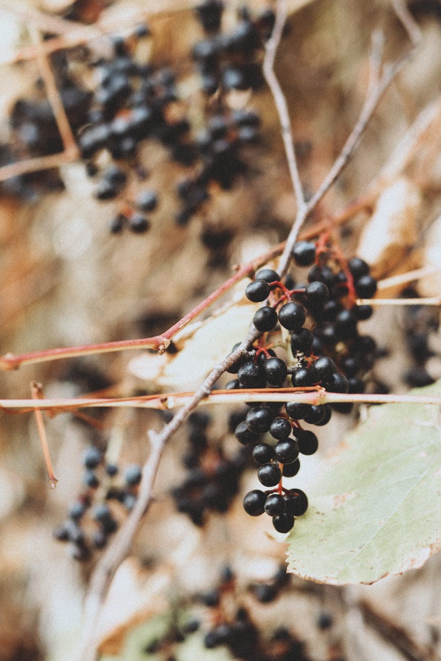 cluster of black berries on tree branch