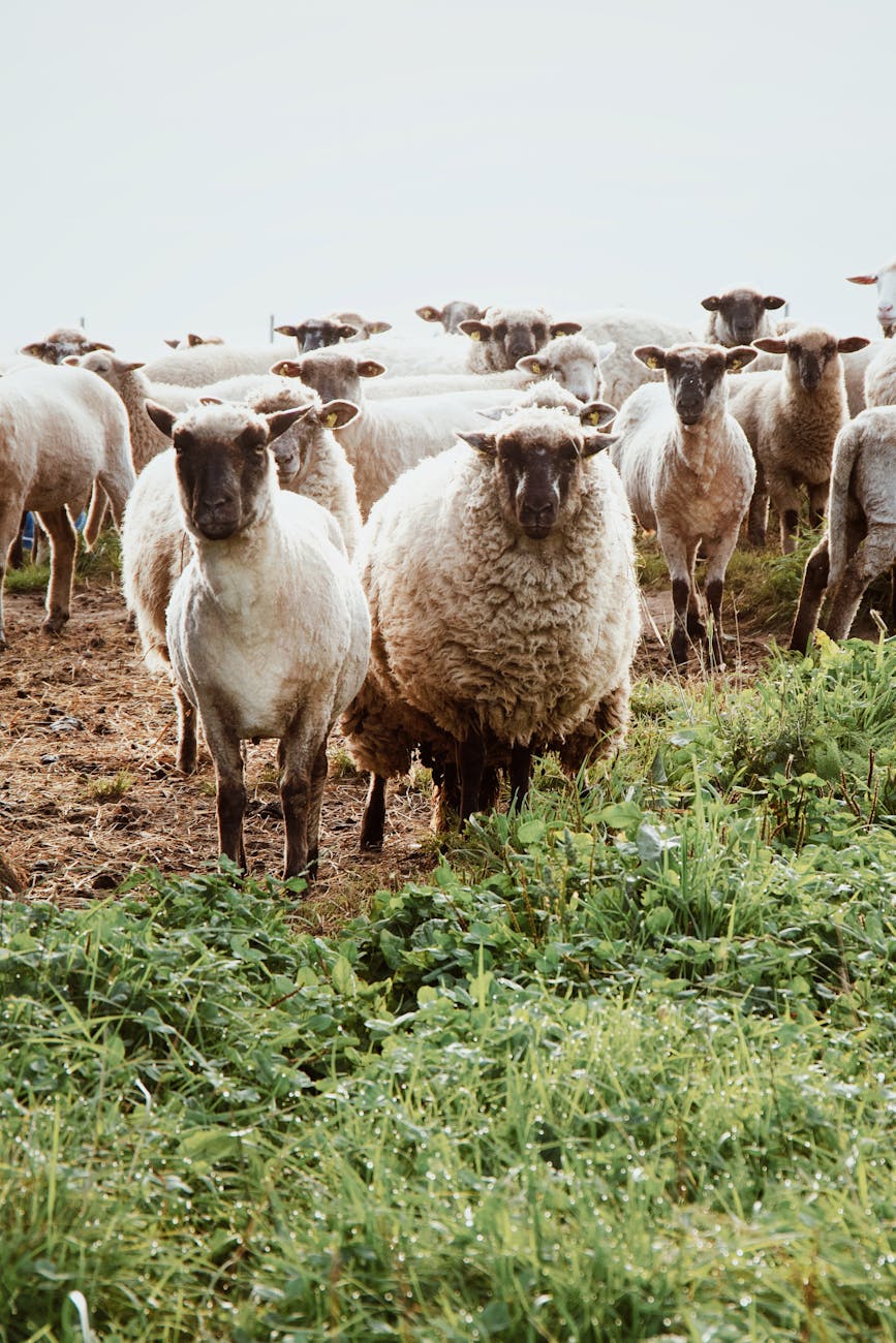 flock of sheep grazing on pasture